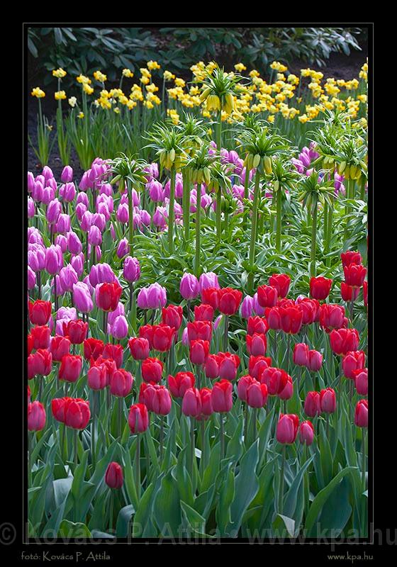 Keukenhof Hollandia 034.jpg